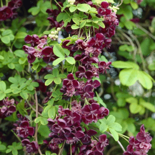 Chocolate Vine