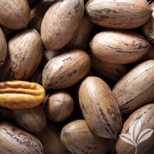 Choctaw Pecan