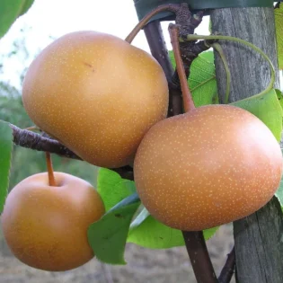 Chojuro Pear