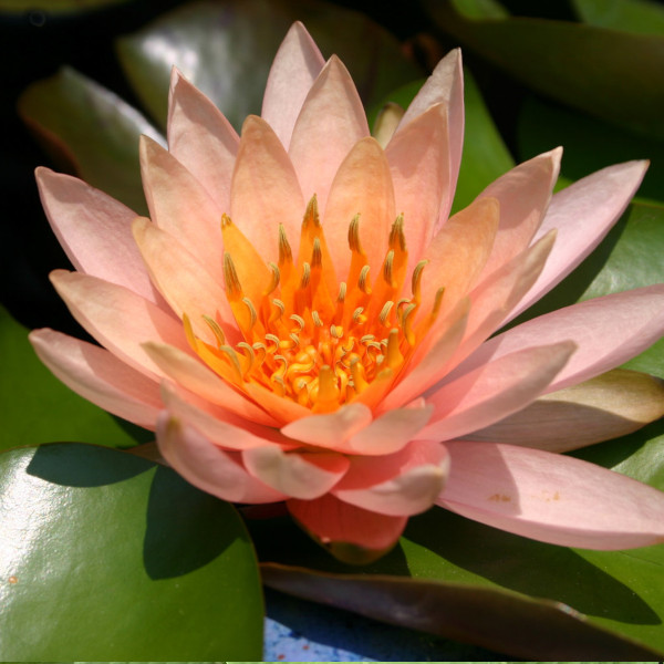 Colorado Hardy water lily