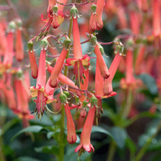 Colorburst Orange Cape Fuschia
