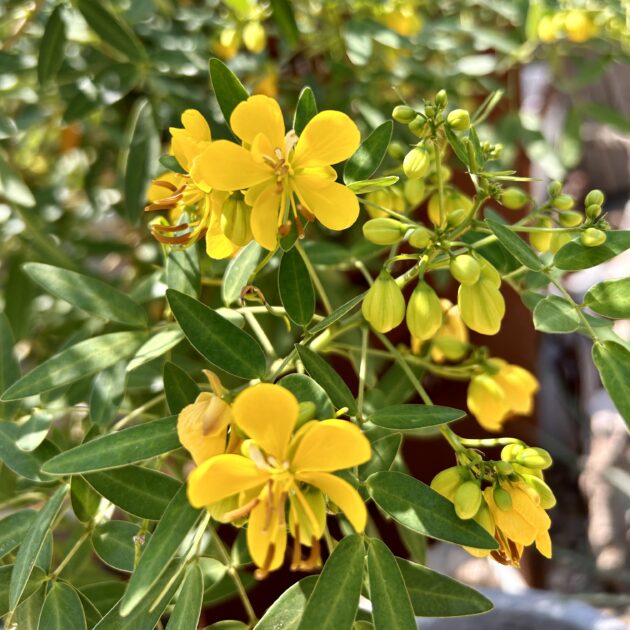 Common Tree Senna