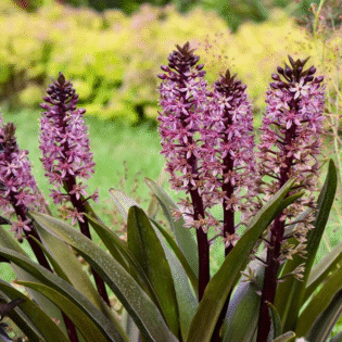 Crowning Glory 'Purple Reign'