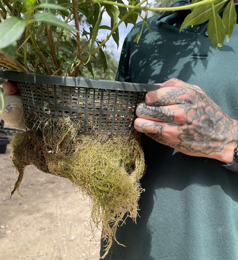 Calvin King, Horticulturist with new substrate as a test.