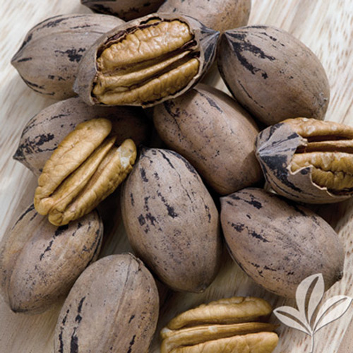 Desirable Pecan