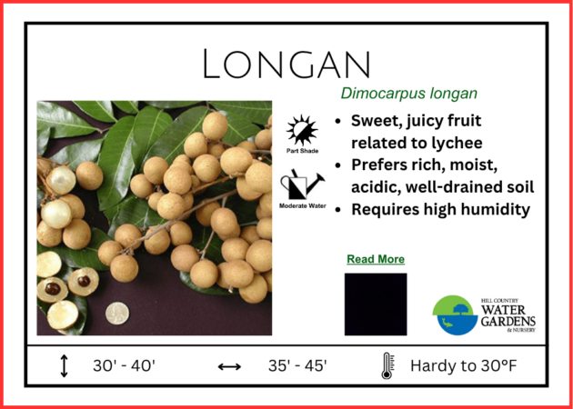 Longan fruit tree for sale local organic