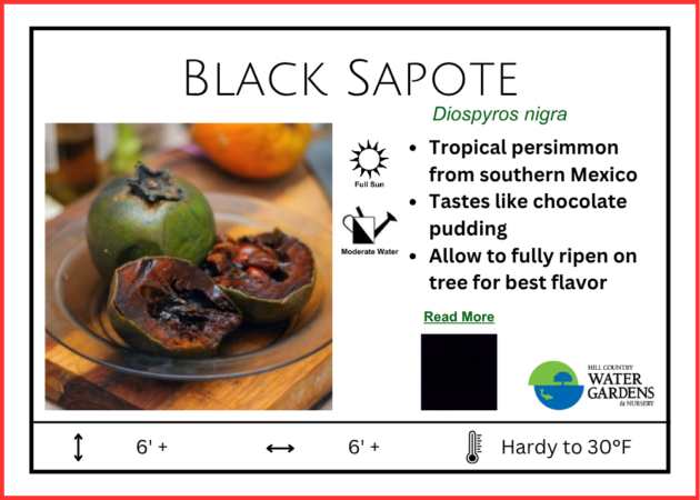 Black Sapote