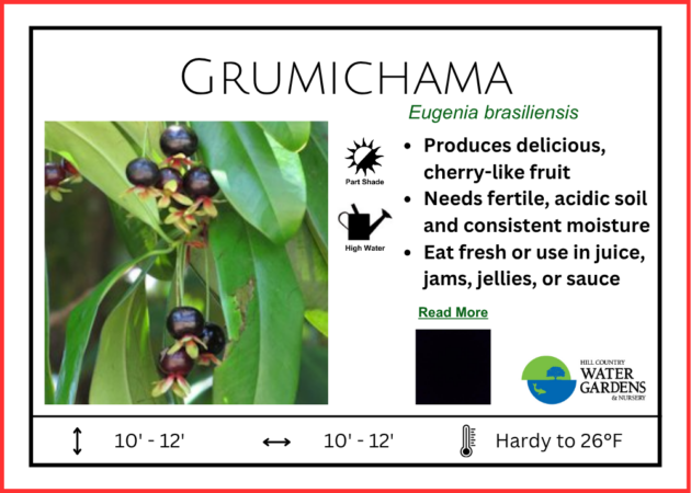 Grumichama