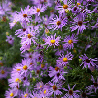 Fall Aster