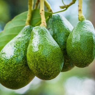 Fantastic Avocado
