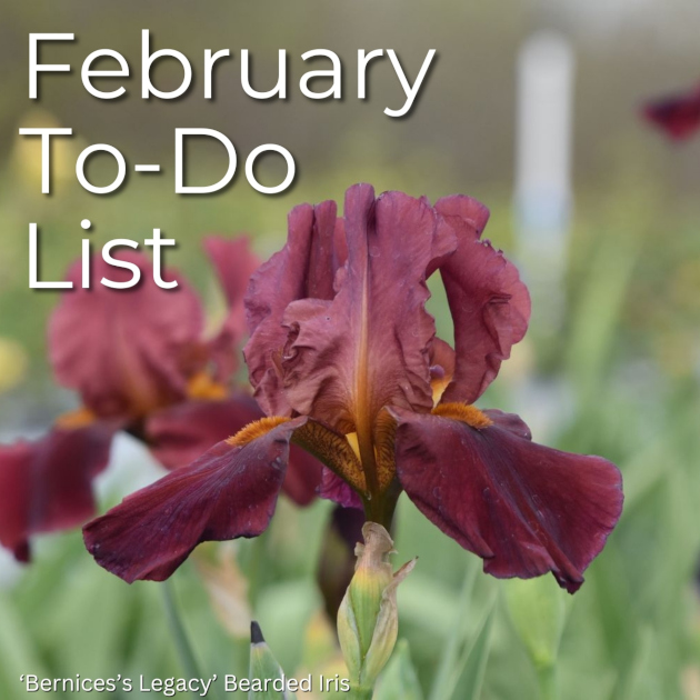 February To-Do List web 2 630 72