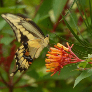 Firefly Firebush
