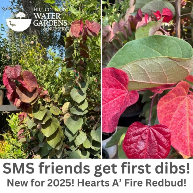First dibs hearts a fire JPEG for SMS Hearts A' Fire Redbud tree fast growing trees new for 2025 rare