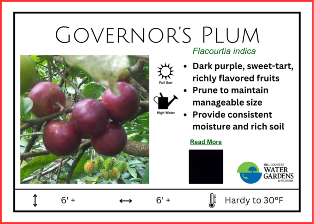 Governors Plum Tree