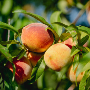 Florida Prince Peach