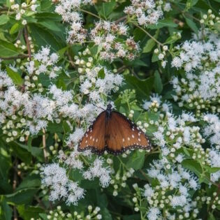 Fragrant White Mistflower