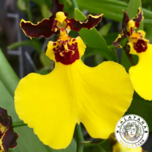 Gomesa Moonshadow 'Tiger Tail'