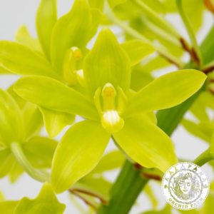 Grammatophyllum scriptum var. citrinum