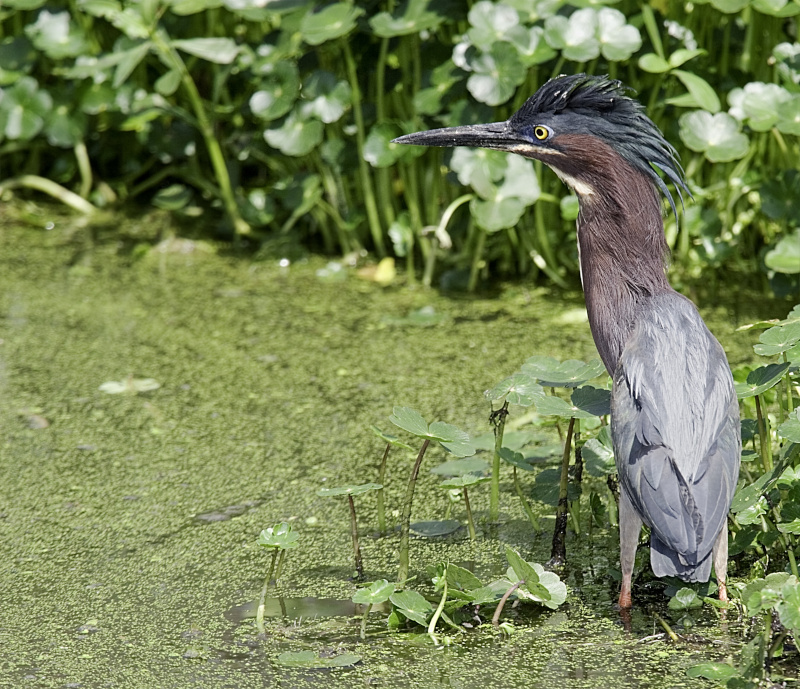 Green Heron (Butorides virescens) displaying to a rival.  Shot at Brazos Bend State Park, Texas, near Houston. Adobe Stock Photo.