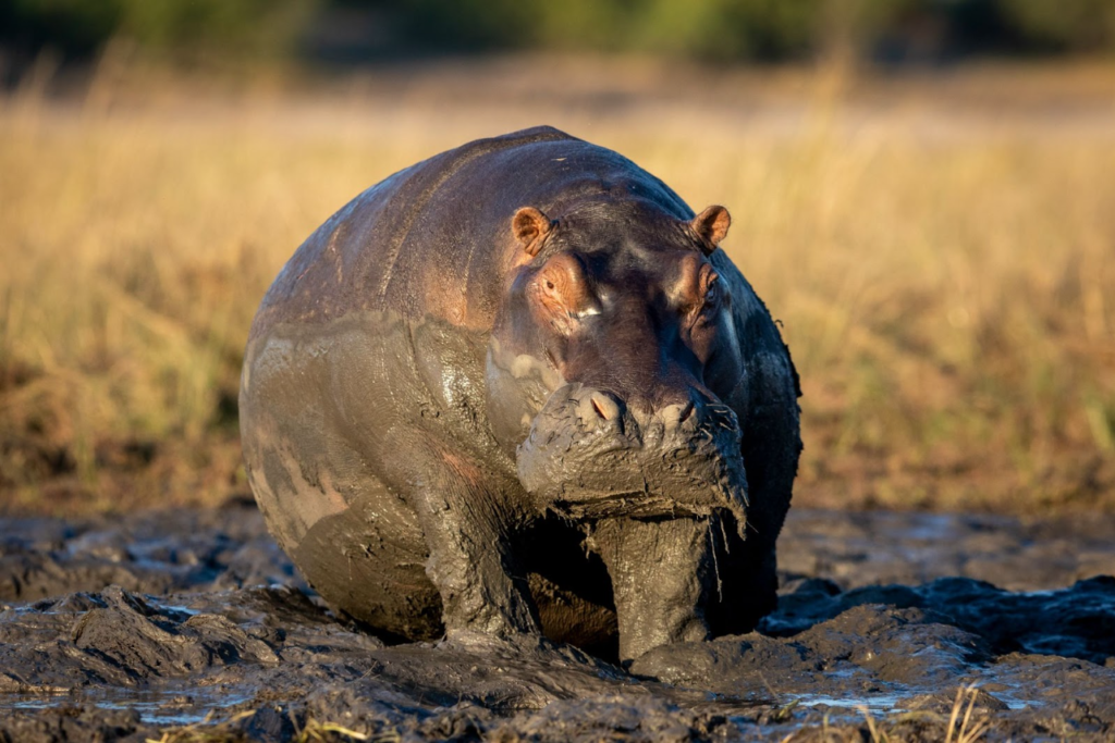 muddy hippo