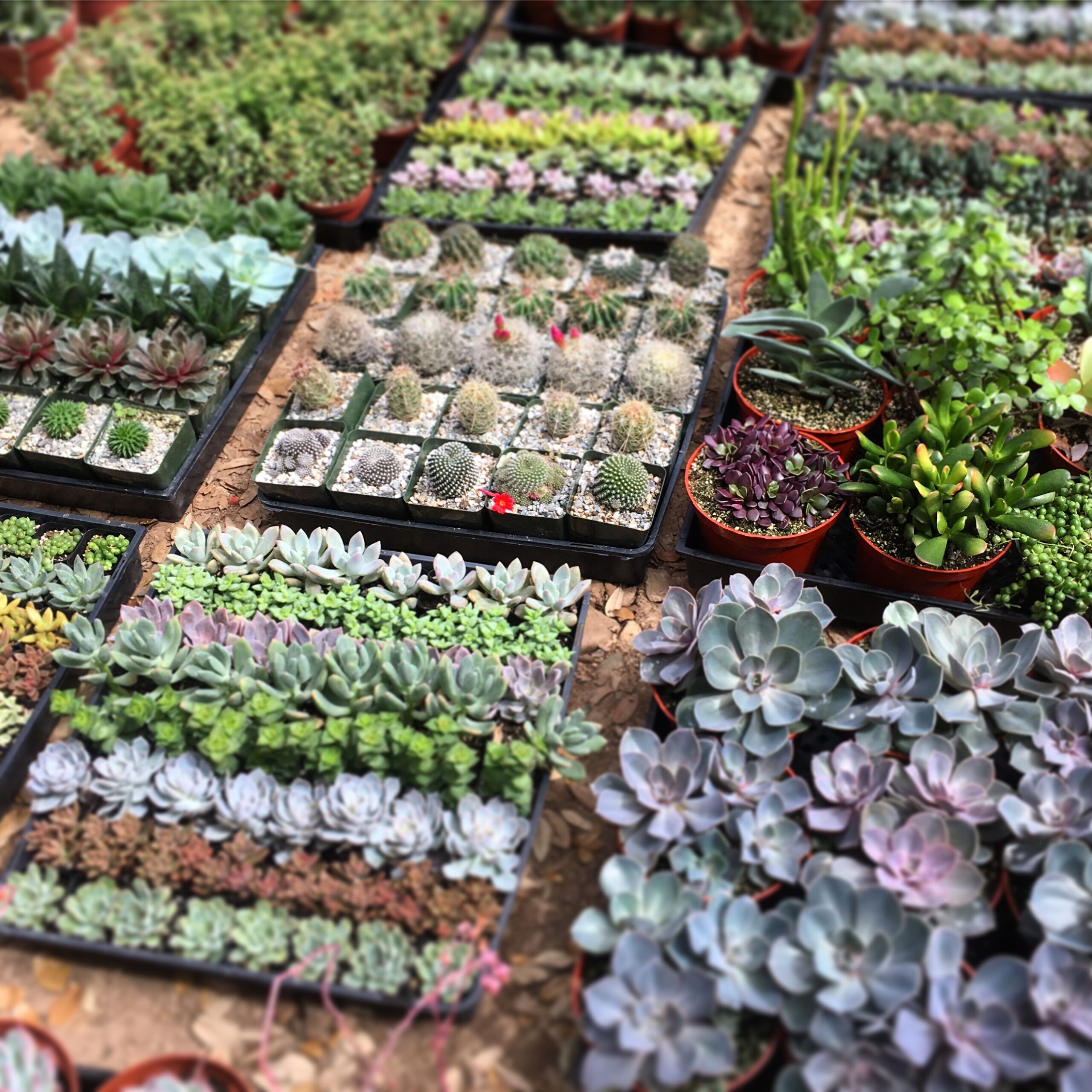 Succulents & Cacti - Hill Country Water Gardens & Nursery