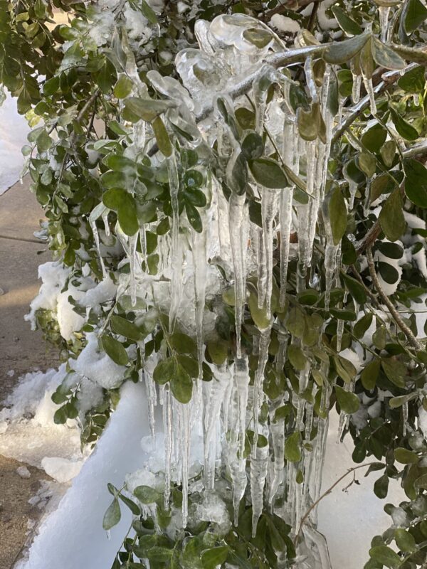 Ice accumulations bent and broke trees throughout Texas. 