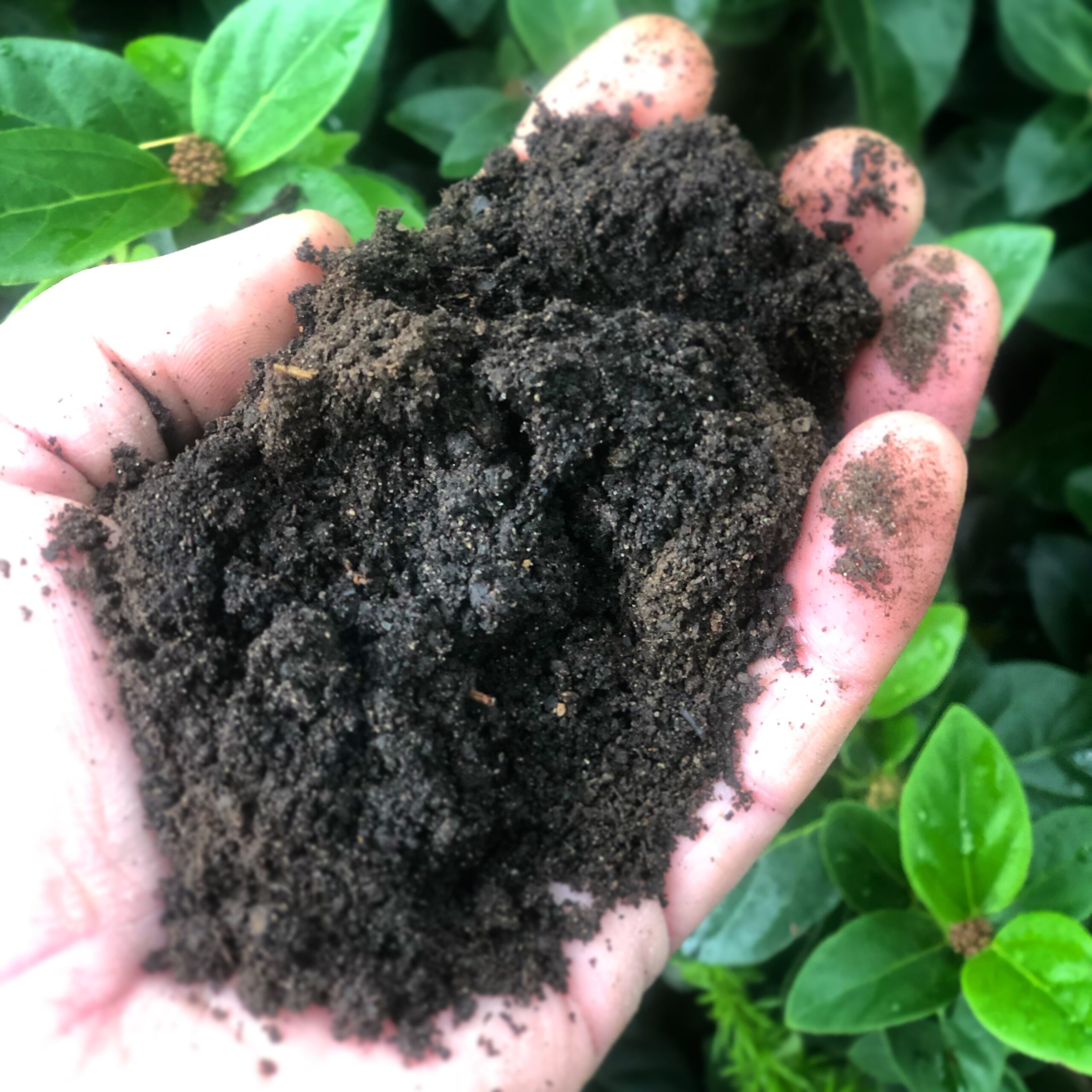 Organic Compost