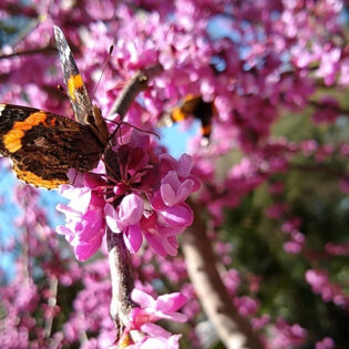 Pollinator plants for Butterflies