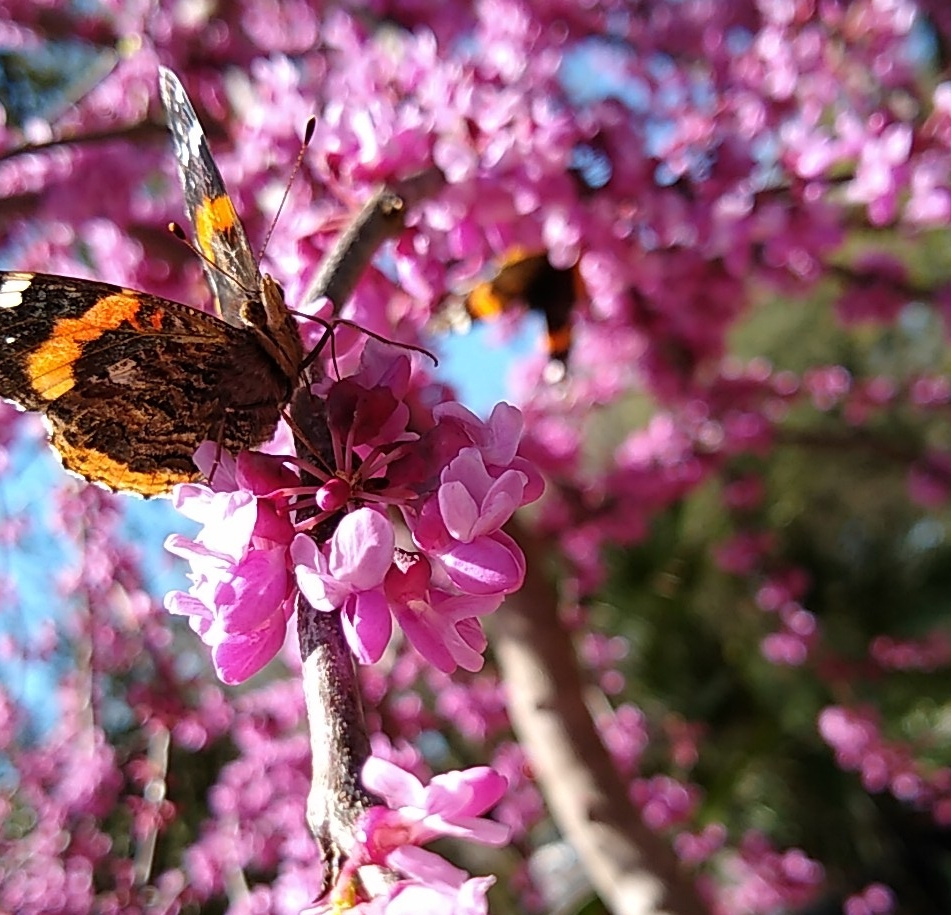 Pollinator plants for Butterflies