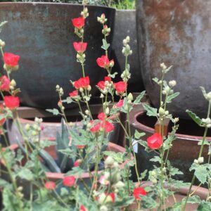 Drought Tolerant Flowers