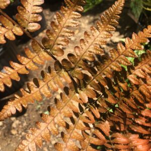 Ferns for Texas