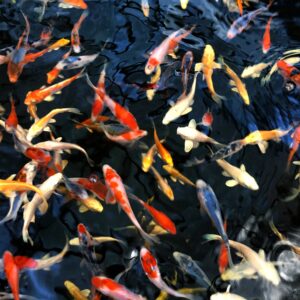 Ornamental Fish