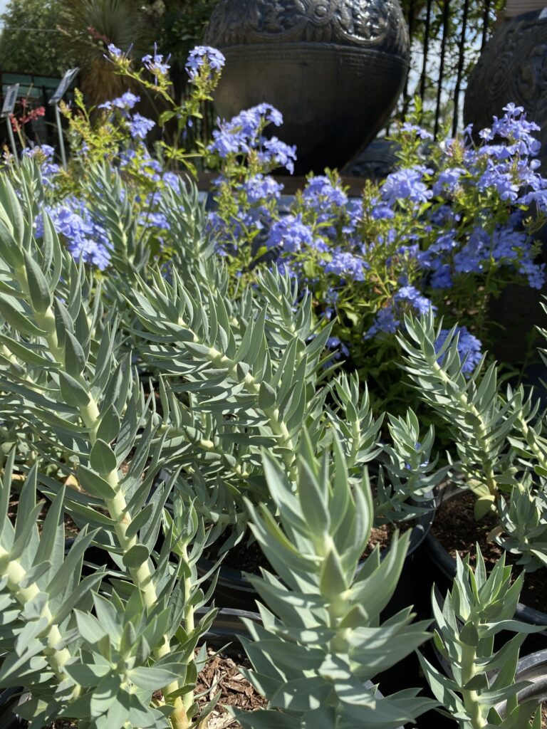 Gopher Plant with Blue Plumbago