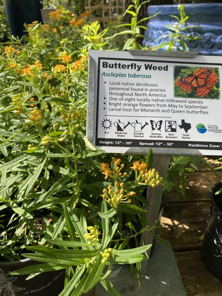 Native Butterfly Weed!