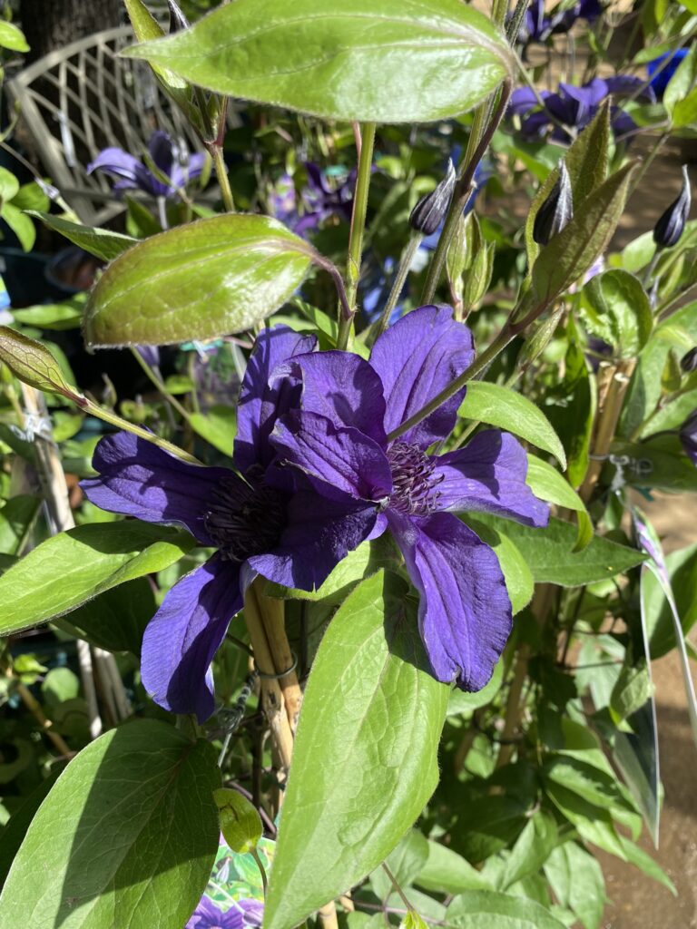 Sapphire Indigo Clematis from Monrovia 