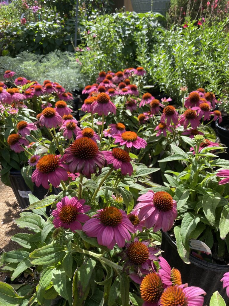 Powwow Wild Berry Coneflowers for Sale!