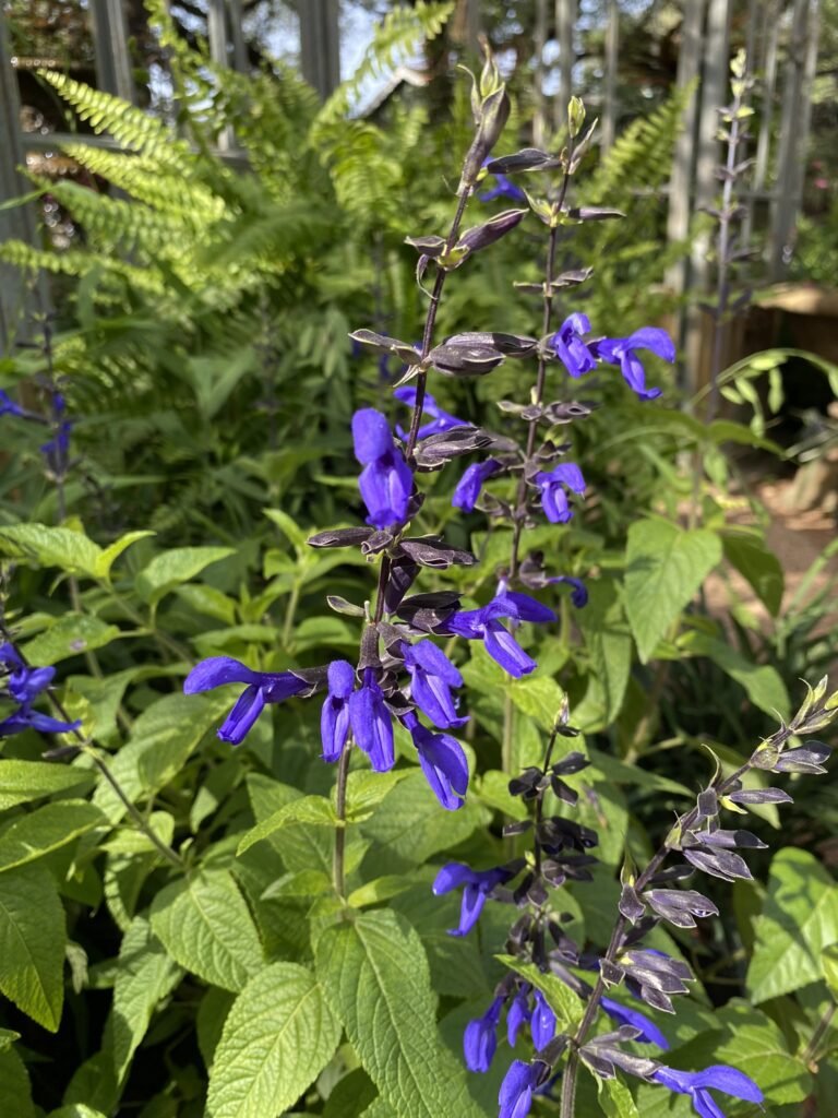 Black and Blue Salvia