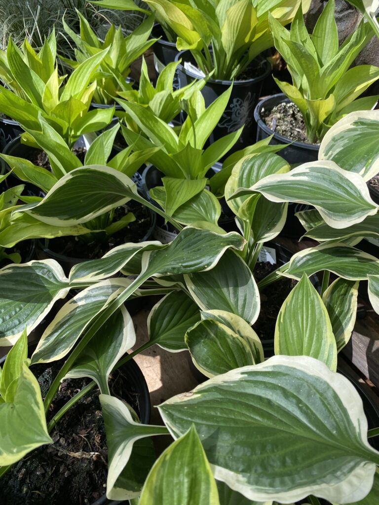 Hostas in Texas