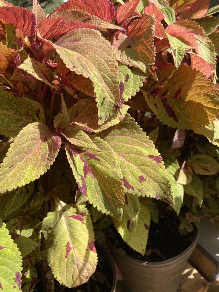 Coleus for sun or shade