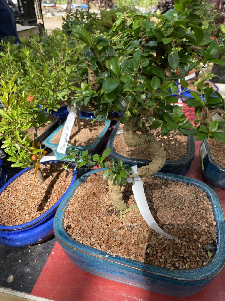 Bonsai trees in Cedar Park, Austin