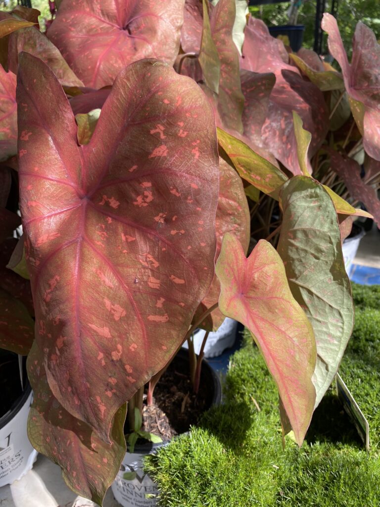 New Caladiums from Proven Winners!