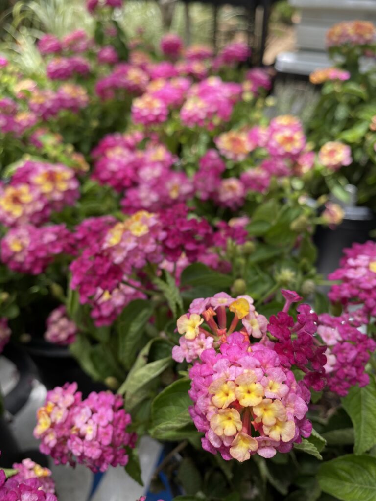 Lucky Sunrise Rose Lantana