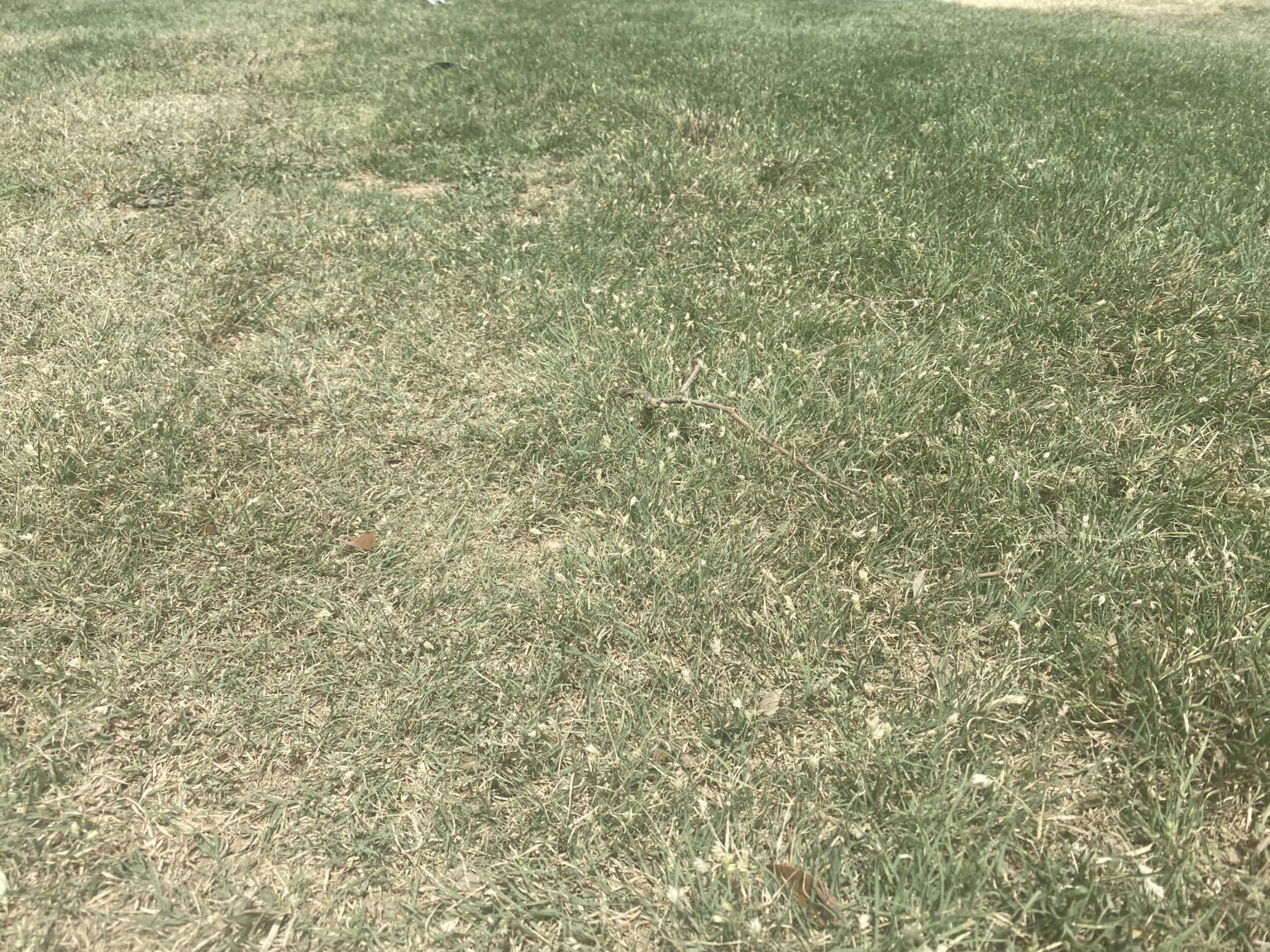 Native Buffalo Grass waiting for rain.