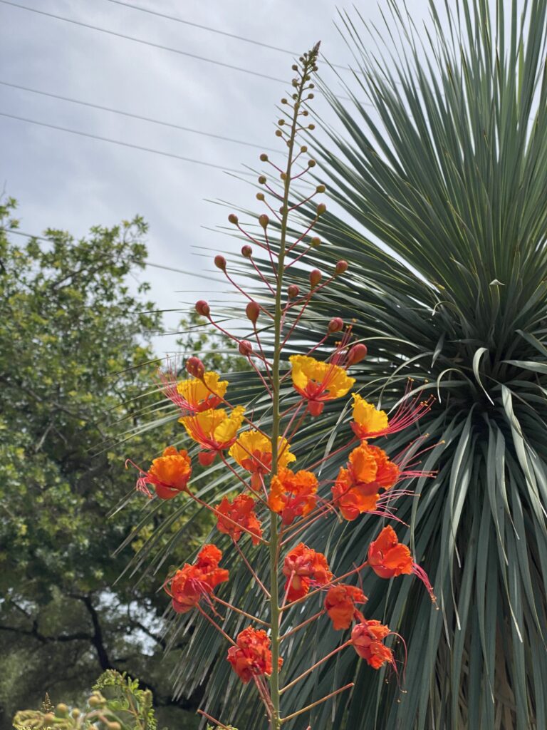 Pride of Barbados