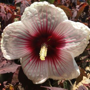 Perennial Hibiscus