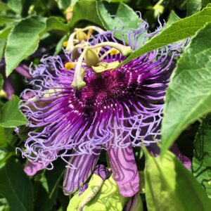 Native Plant Nursery