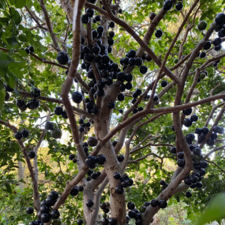 Jaboticaba