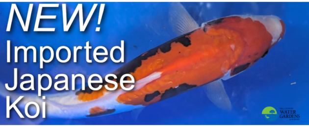 new imported japanese koi from japan for your fish pond select premium  koi fish and gold fish pond fish for ornamental ponds austin, cedar park, central texas