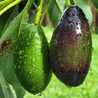 Joey Avocado