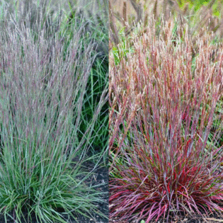 Little Red Fox Little Bluestem